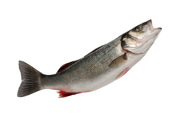 Sea Bass  sea bass stock pictures, royalty-free photos & images