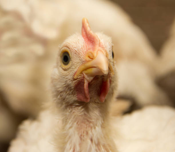 istock White chickens in a cage at the poultry farm. 943685492