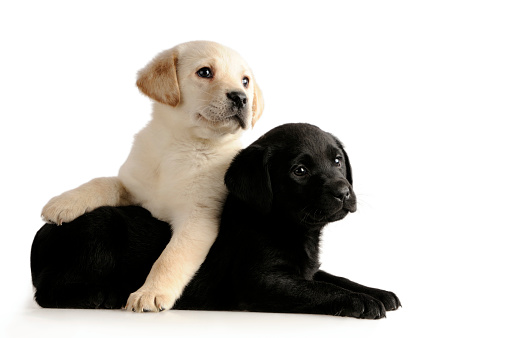 Cute Labrador baby dogs sleeping in their bed in basket. One of them is looking at camera. Puppies are beautiful and yellow-white.