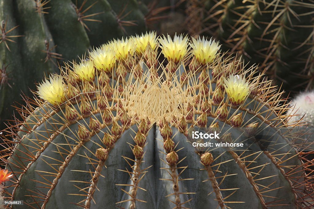 Cactus flores - Foto de stock de Afilado libre de derechos