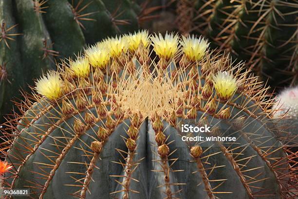 Cactus Flores Foto de stock y más banco de imágenes de Afilado - Afilado, Aire libre, Arizona