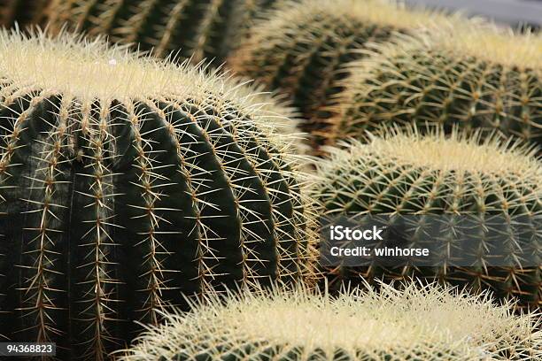 Photo libre de droit de Cactus banque d'images et plus d'images libres de droit de Cactus - Cactus, Effet de texture, Texture
