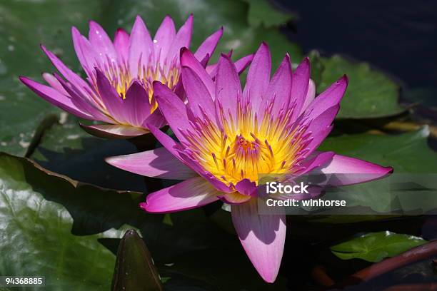 Ninfea - Fotografie stock e altre immagini di Acqua - Acqua, Bellezza naturale, Capolino