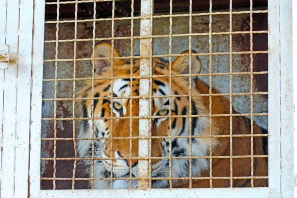 the tiger sits in a cage and sad look through the bars