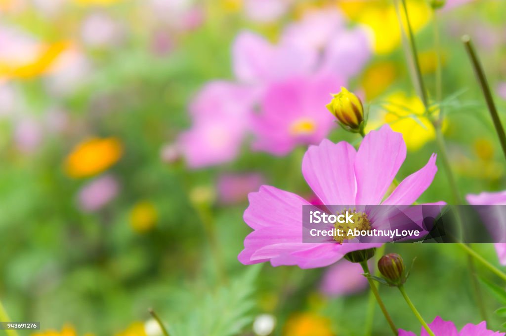 Foto de O Bom Dia E Cosmo De Lindas Flores Colorido No Jardim De Natureza Do Campo Flores Rosa Margarida Flores e mais fotos de stock de Amarelo - iStock Foto de O Bom Dia E Cosmo De Lindas Flores Colorido No Jardim De Natureza Do Campo Flores Rosa Margarida Flores e mais fotos de stock de Amarelo - iStock