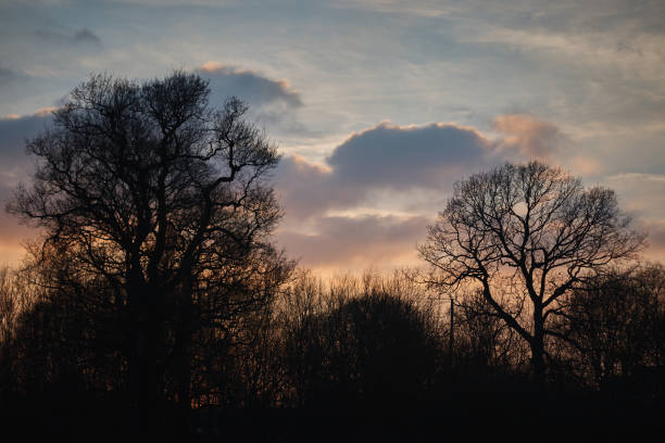 istock Trees against the backdrop of the setting sun . 943691428