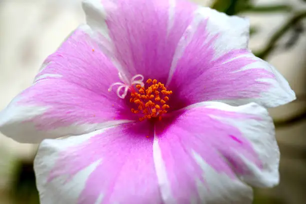 Beautiful close - up of violet flower  in the garden at daytime atmosphere