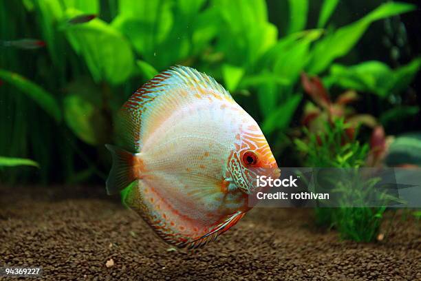 Foto de Bela Disco De Pele De Cobra e mais fotos de stock de Peixe - Peixe, América do Sul, Animal