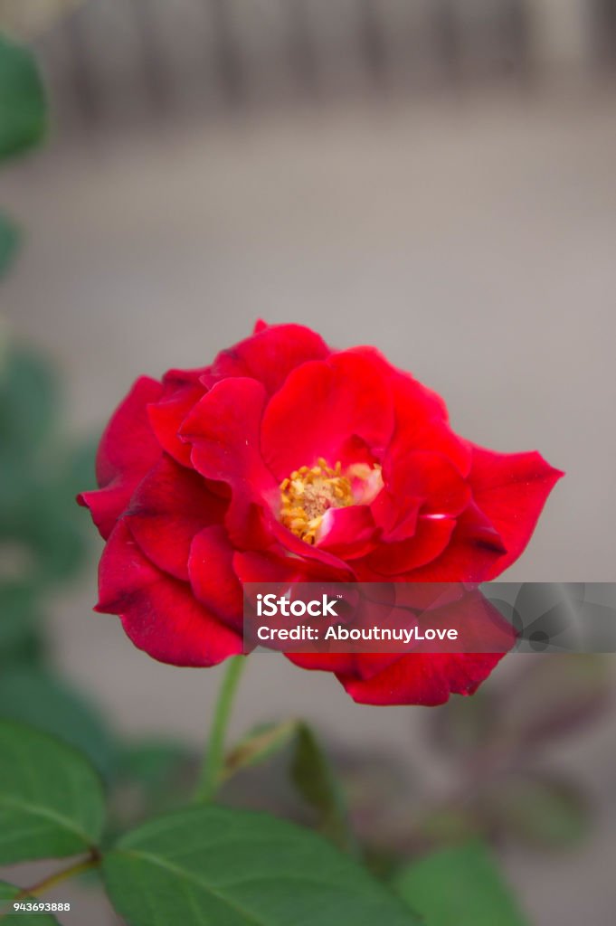 Foto de Flores Rosas Vermelhas Na Natureza Do Jardim A Flor Do Amor No Bom  Dia e mais fotos de stock de Amor - iStock