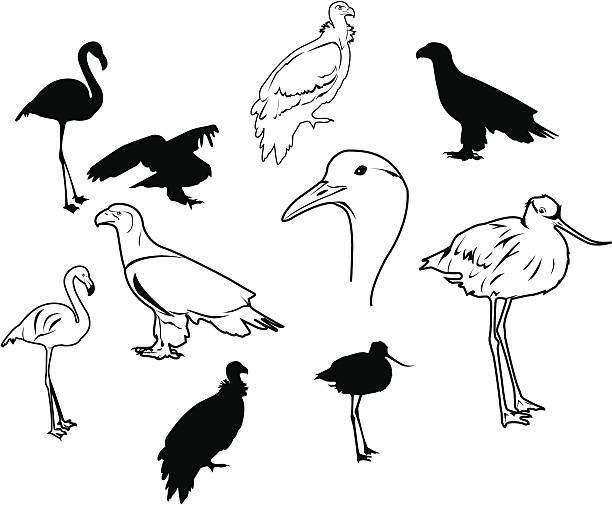 Woodcock Silhouette Stock Photos, Pictures & Royalty-Free Images - iStock