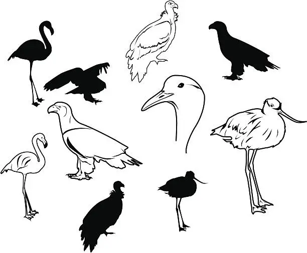 Vector illustration of birds in vector