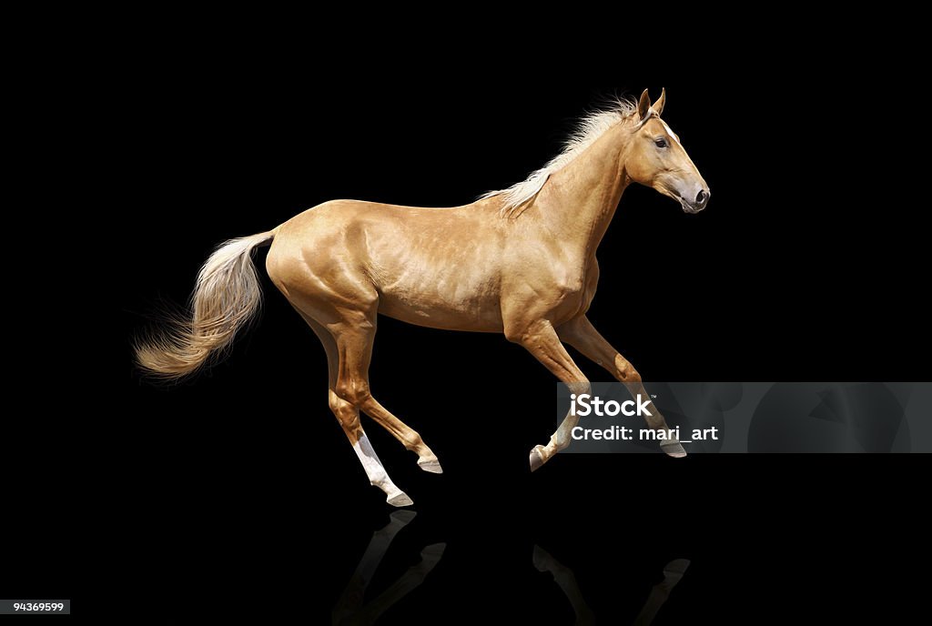 Cavalo palomino isolado - Foto de stock de Cavalo - Família do cavalo royalty-free