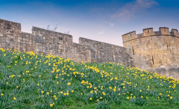 istock York City Walls with daffodils. 943696604
