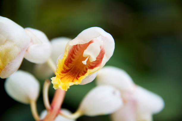 Cardamon amomum close-up