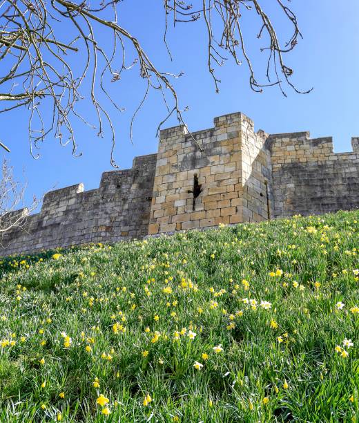 istock York City Walls with daffodils. 943696772