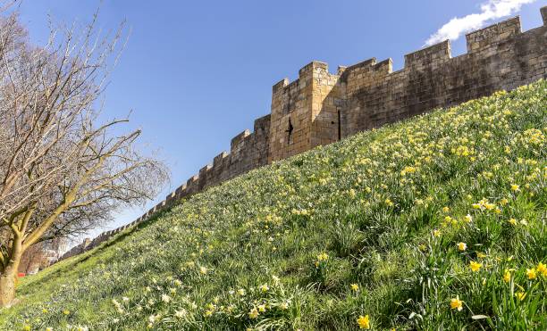 istock York City Walls with daffodils. 943696780