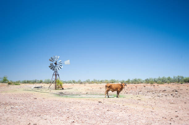A cow and windmill in outback Australia.