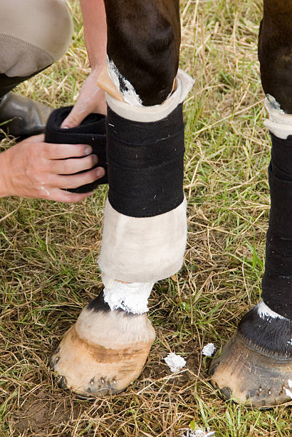 istock Horse leg with bandages 94369948