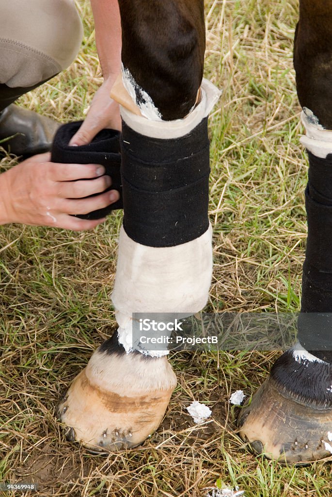 Cavalo perna com curativos - Foto de stock de Cavalo - Família do cavalo royalty-free