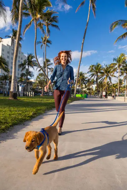 Photo of Happy woman walking with his Labrador puppy on the boardwalk in Miami Beach.
