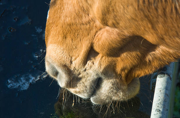 Horse drinking water Old mare at trough drinking water. animal lips photos stock pictures, royalty-free photos & images