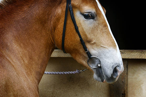 istock beautiful horse head closeup 94370520