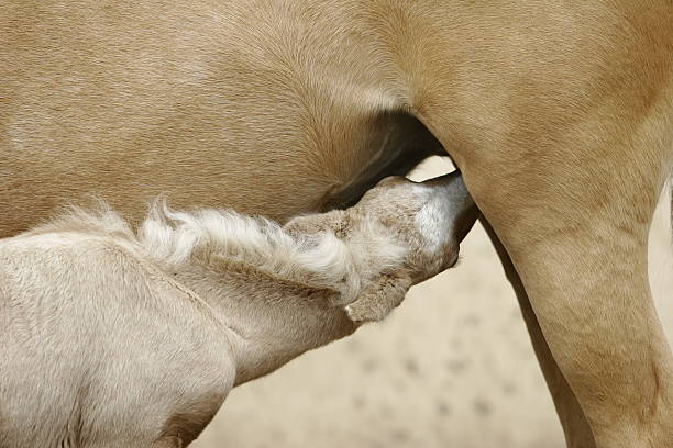 istock foal of welsh pony 94370638
