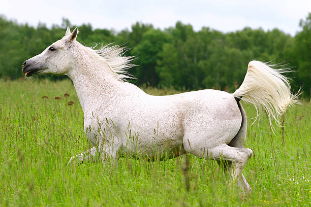 istock beautiful arab horse 94370661