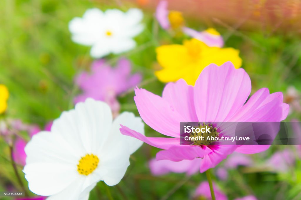 Foto de O Bom Dia E Cosmo De Lindas Flores Colorido No Jardim De Natureza Do Campo Flores Rosa Margarida Flores e mais fotos de stock de Amarelo - iStock Foto de O Bom Dia E Cosmo De Lindas Flores Colorido No Jardim De Natureza Do Campo Flores Rosa Margarida Flores e mais fotos de stock de Amarelo - iStock