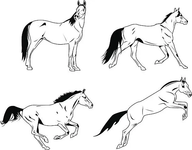 Vector illustration of horses sketches