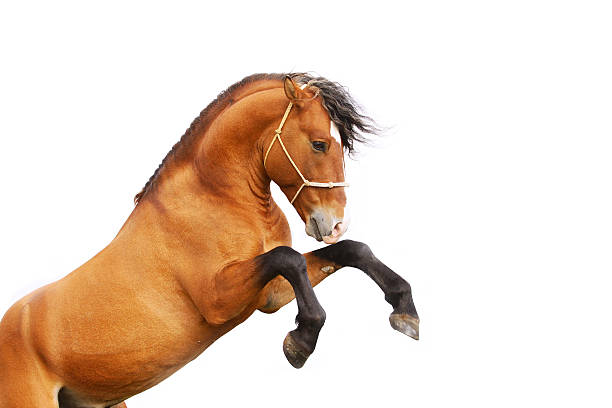 istock A strong stallion pictured rearing up on its hind legs  94370846