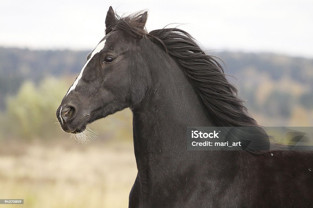 Черный лошадь - Стоковые фото Бегать роялти-фри