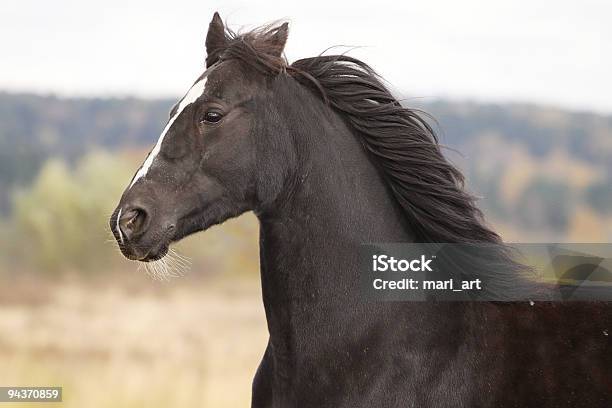 Черный Лошадь — стоковые фотографии и другие картинки Бегать - Бегать, Галопировать, Горизонтальный