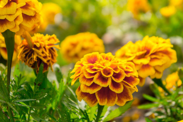Marigold flowers in the garden on summer , yellow flowers ,beautiful flowers on summer in the nice day herb flowers Marigold flowers in the garden on summer , yellow flowers ,beautiful flowers on summer in the nice day herb flowers yellow marigold stock pictures, royalty-free photos & images