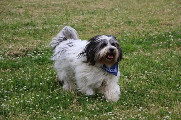 bobtail is running in the garden