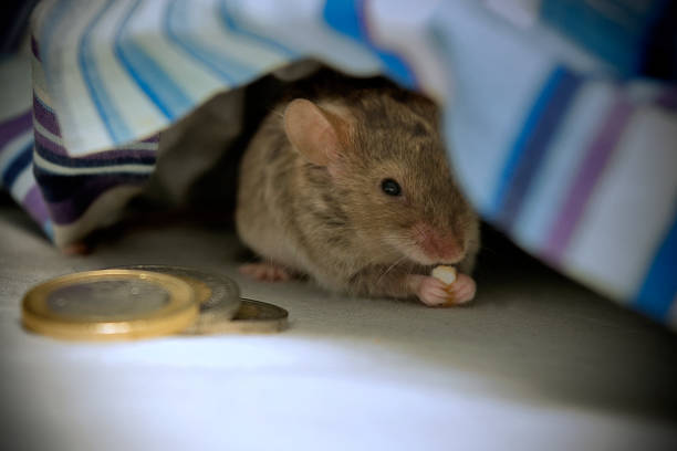 The little mouse mouse under pillow with coins and tooth rodent bedding stock pictures, royalty-free photos & images