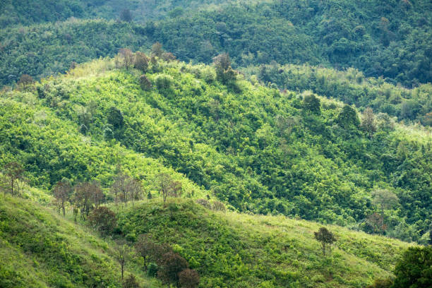 istock Close-up landscape rainforest at national park 943710094