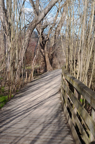 istock A wooden foot path in the woods 943710256