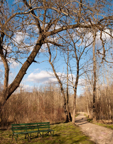 istock A bench next to a walking path in the woods 943710292