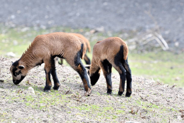 istock baa-lamb feeding and sucking milk from the sheep mother 943710570