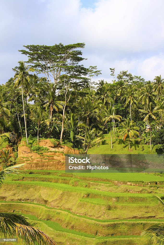 Green rice terraces Green rice terraces on Bali island Agricultural Field Stock Photo
