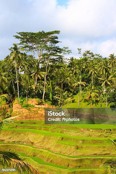 Green Rice Terraces Stock Photo - Download Image Now - Agricultural Field, Agriculture, Asia