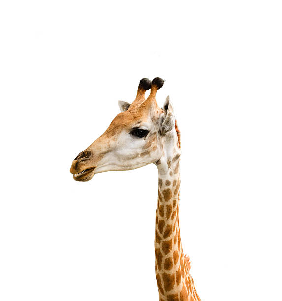 istock Giraffe head close up isolated on white 94371115