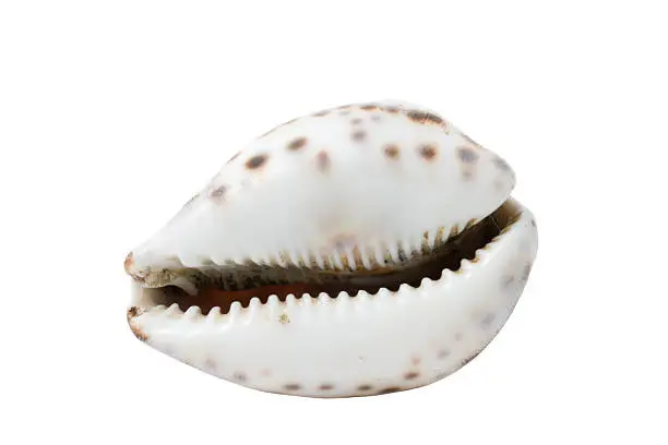 Photo of Sea conch isolated