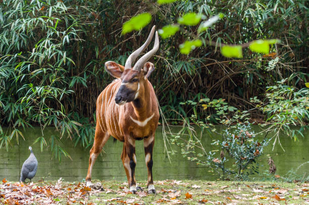 antelope Bongo at the Zoo of Duisburg Animals antelope bongo stock pictures, royalty-free photos & images