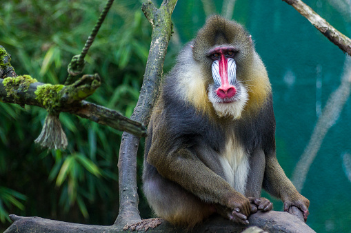 Green monkey - monkeys from Barbados eating fruit provided at an animal sanctuary.