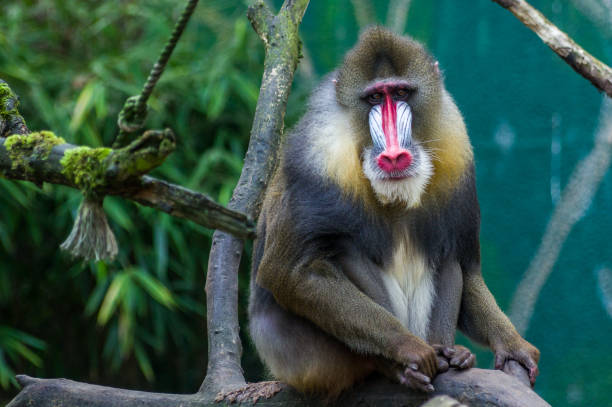 Mandrill at the zoo in Duisburg stock photo