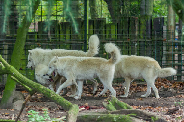 wolves in the zoo of Duisburg stock photo