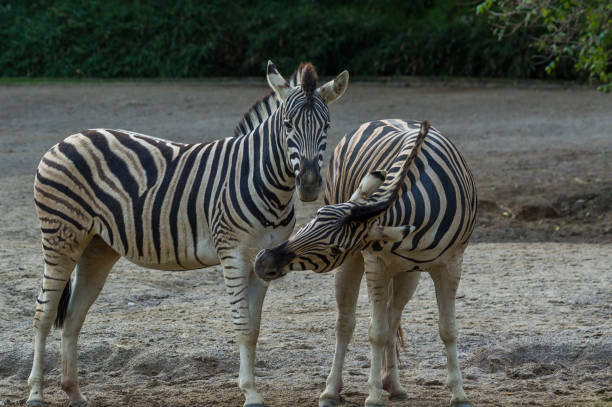 istock zebras at the zoo in Duisburg 943713238