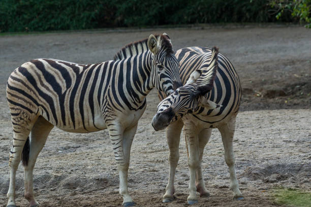 istock zebras at the zoo in Duisburg 943713264